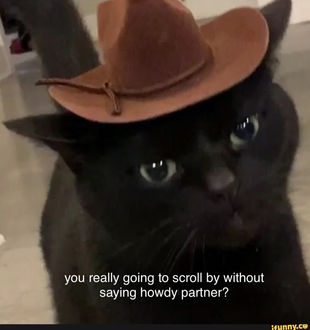 Howdy Partner Cat Meme Discounts Sales | americanprime.com.br