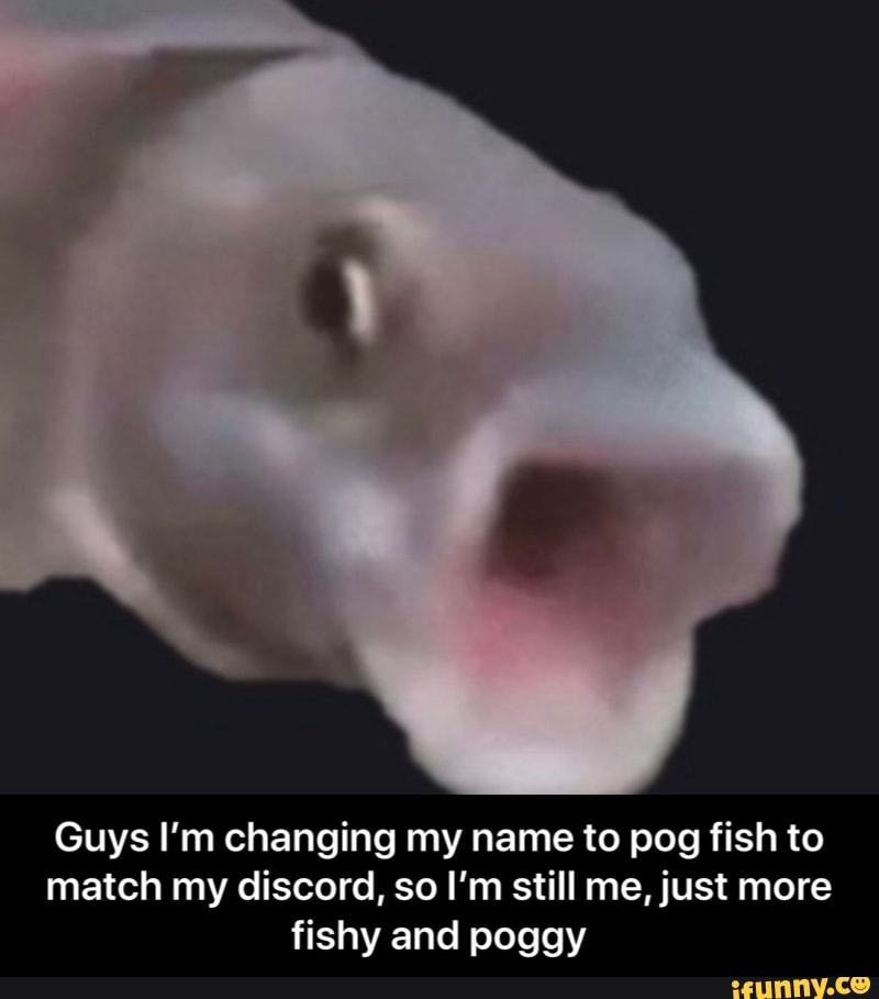 When They Make A Gif With A Caption And Your Username Pogfish Discord GIF -  When They Make A Gif With A Caption And Your Username Pogfish Discord -  Discover & Share GIFs