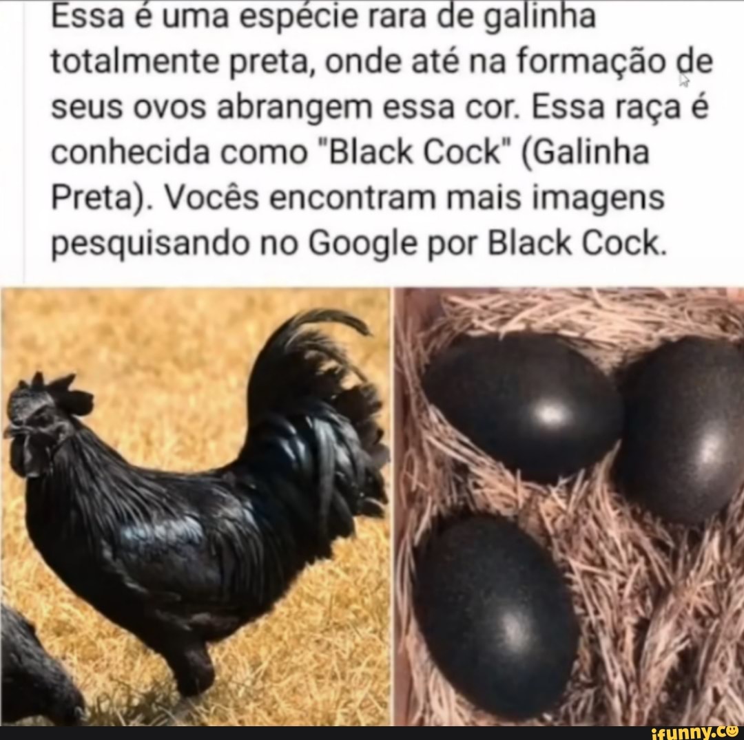 Essa uma especie rara de galinha totalmente preta, onde até na formação de  seus ovos abrangem