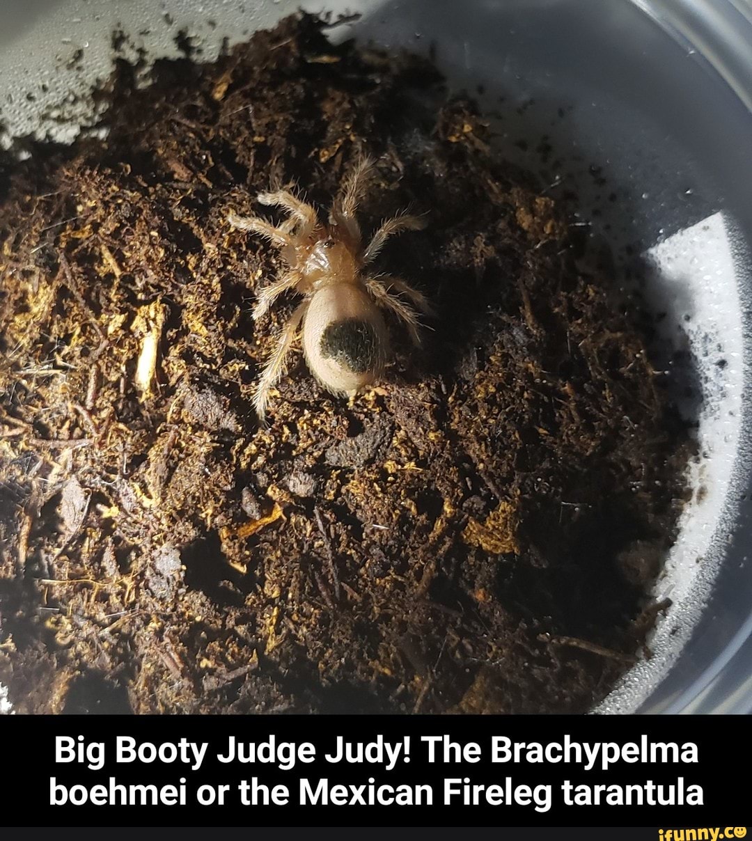 Big Booty Judge Judy! The Brachypelma boehmei or the Mexican Fireleg  tarantula - Big Booty Judge Judy! The Brachypelma boehmei or the Mexican  Fireleg tarantula - iFunny Brazil