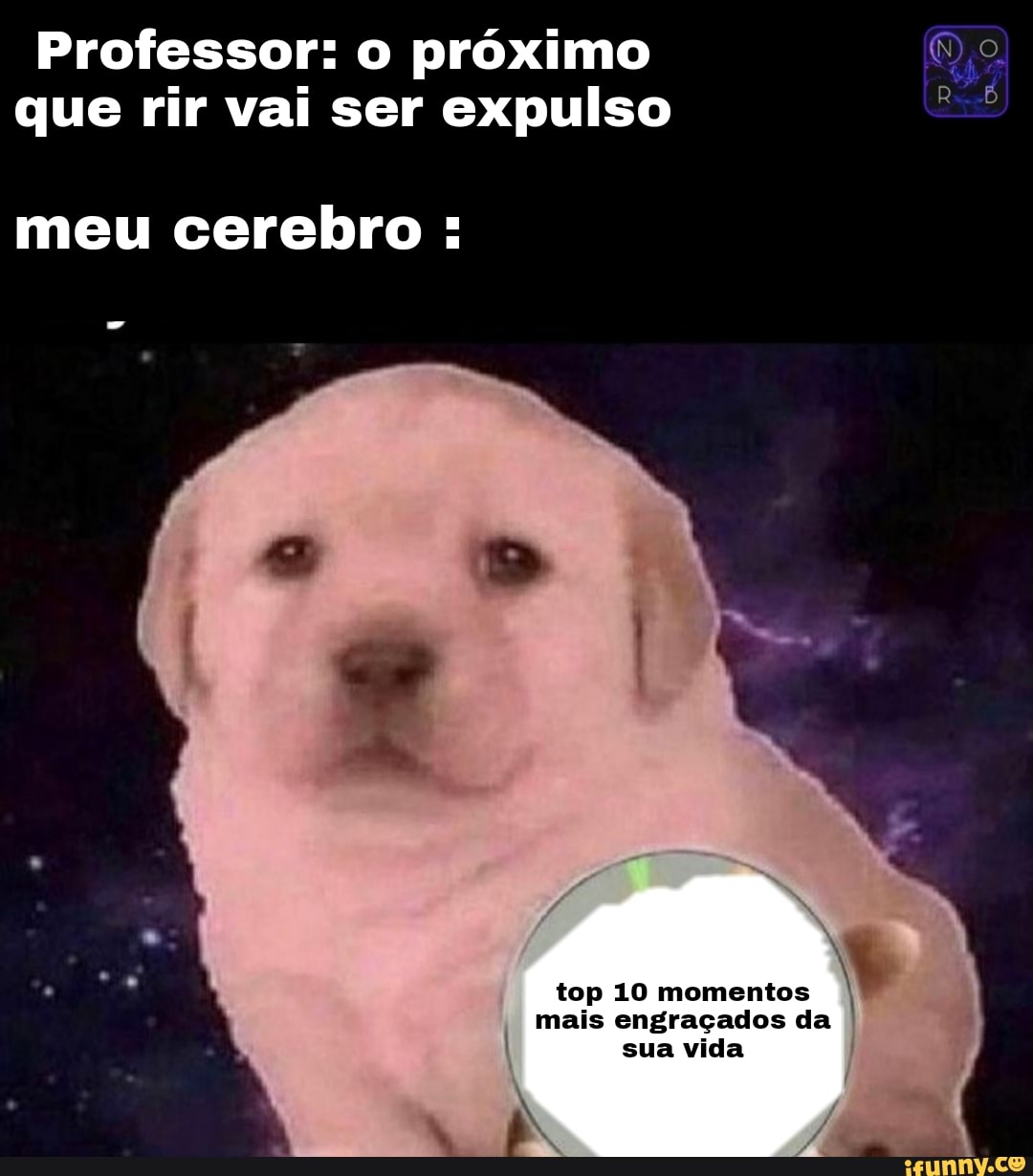 Os pets mais engraçados  Você vai rolar de rir com os vídeos mais