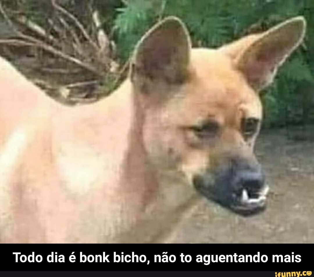 Dingo memes. Best Collection of funny Dingo pictures on iFunny Brazil