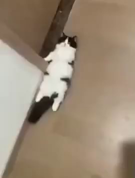 Eu amo ver garotas-gato de animes com suas mãos na frente imitando patas de  gatos. Traduzi WaterBR do po - iFunny Brazil