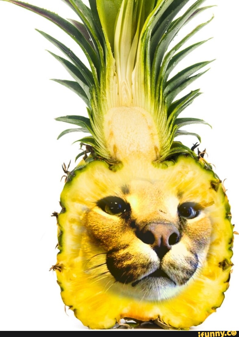 Pin by Bananarama on • Floppa •  Funny animal jokes, Cat memes, Animal  jokes