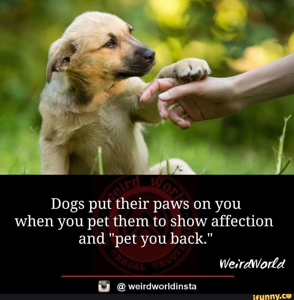 Why Dogs Put Their Paws On You