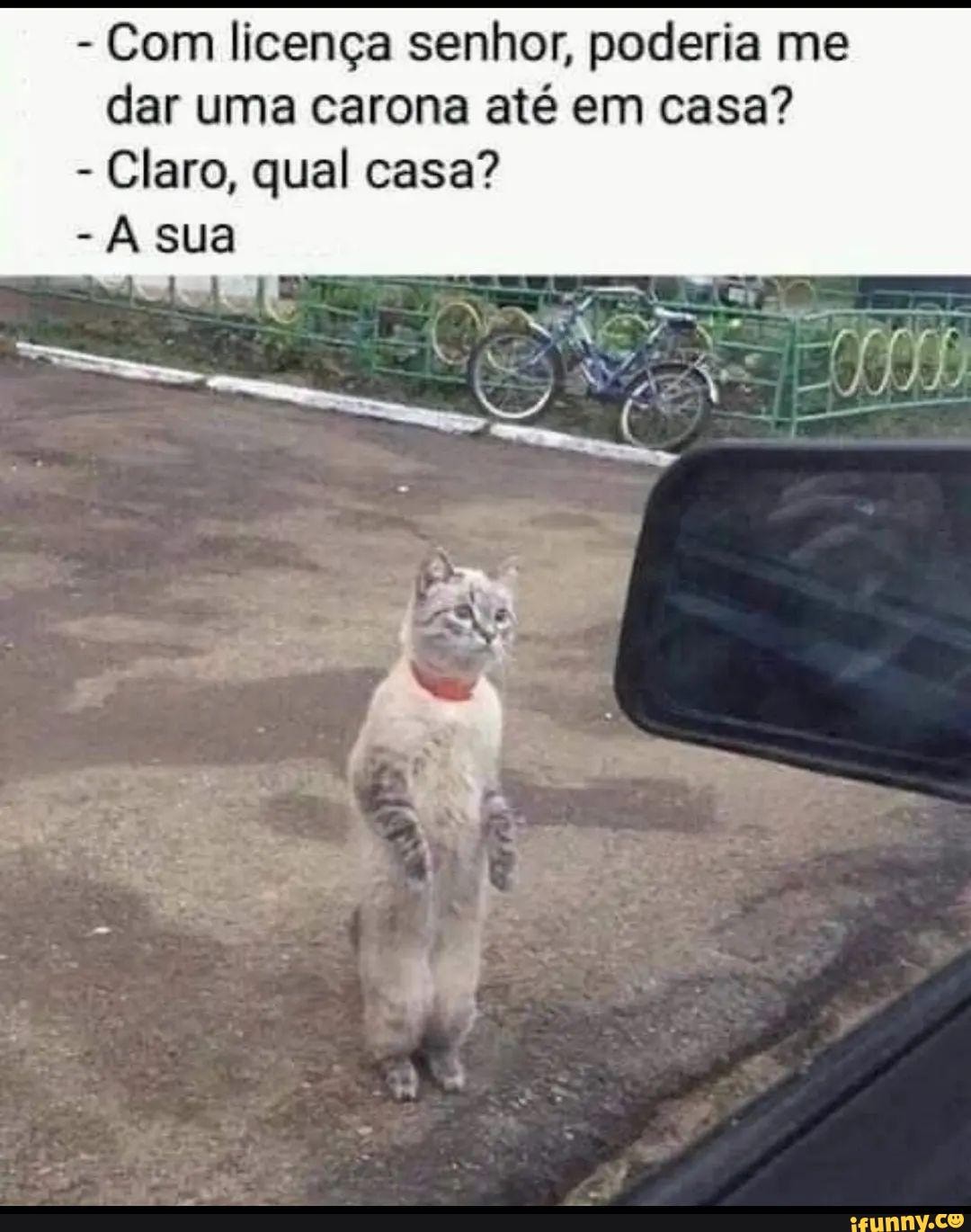 Gatinhofofo memes. Best Collection of funny Gatinhofofo pictures on iFunny  Brazil