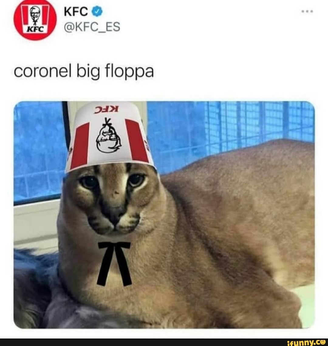 Conoce a 'Big Flopp': el meme felino más popular de 2020 (Fotos