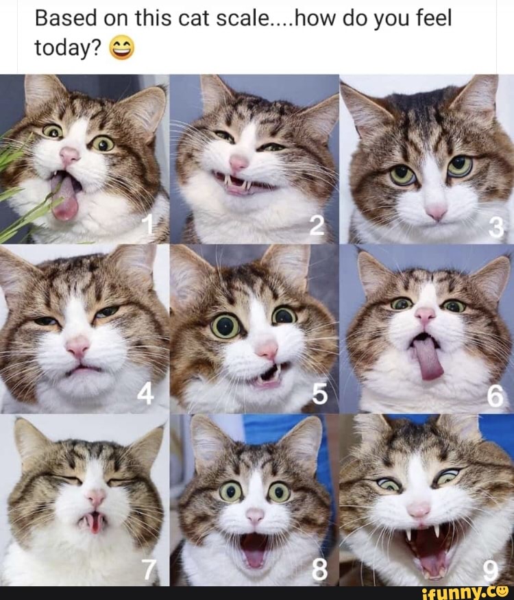 On a scale of cat, how are you doing today? - iFunny Brazil