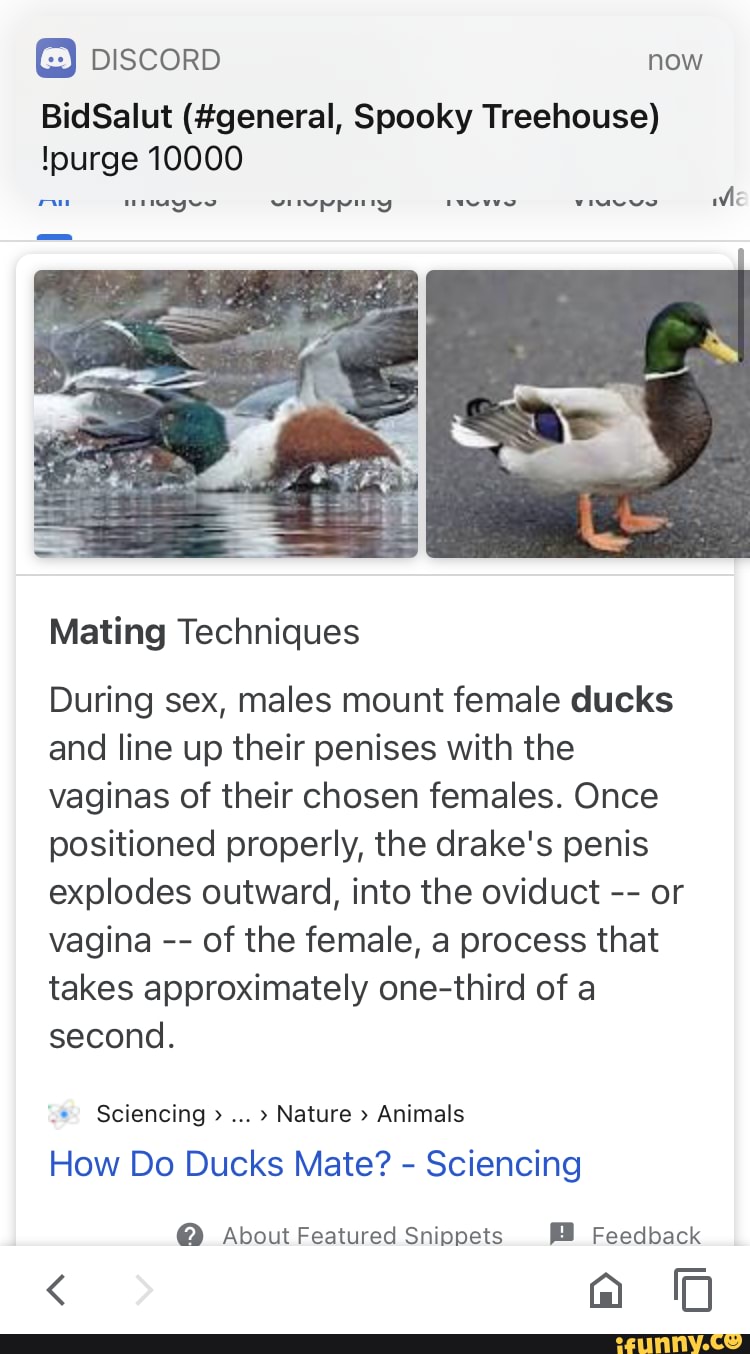 why #animals - G) piscorp BidSalut (#general, Spooky Treehouse) !purge  10000 Mating Techniques During sex, males mount female ducks and line up  their penises with the vaginas of their chosen females. Once