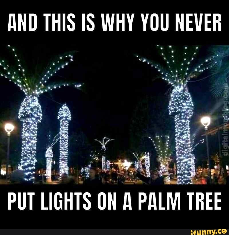 Why You Don T Put Lights On A Palm Tree 