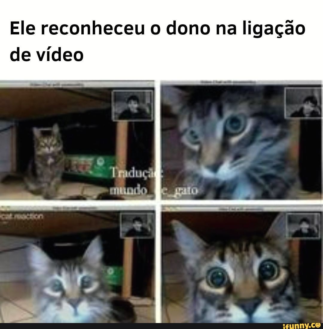 Gatinhofofo memes. Best Collection of funny Gatinhofofo pictures on iFunny  Brazil