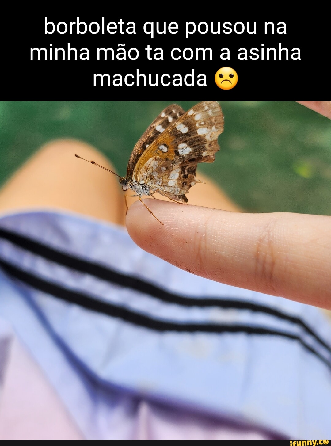 Borboleta Memes Best Collection Of Funny Borboleta Pictures On Ifunny Brazil