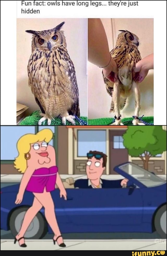 Fun fact: owls have long legs they'rejust hidden - iFunny Brazil