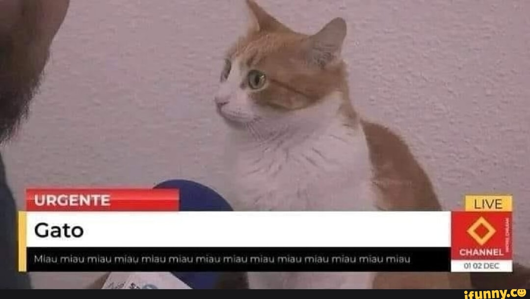 Eu amo ver garotas-gato de animes com suas mãos na frente imitando patas de  gatos. Traduzi WaterBR do po - iFunny Brazil