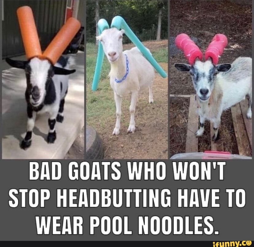BAD GOATS WHO WONT STOP HEADBUTTING HAVE TO WEAR POOL NOODLES. - iFunny ...