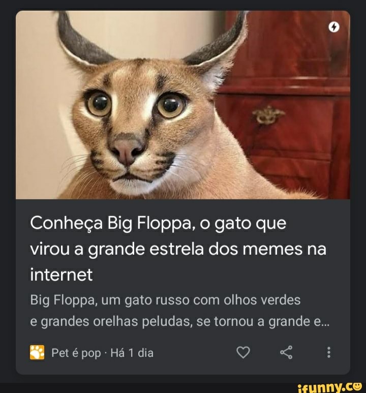 Conheça Big Floppa, o gato que virou a grande estrela dos memes na internet  Big Floppa