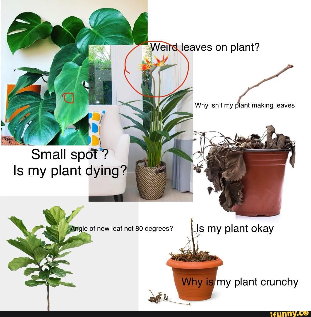 Planting memes. Best Collection of funny Planting pictures on