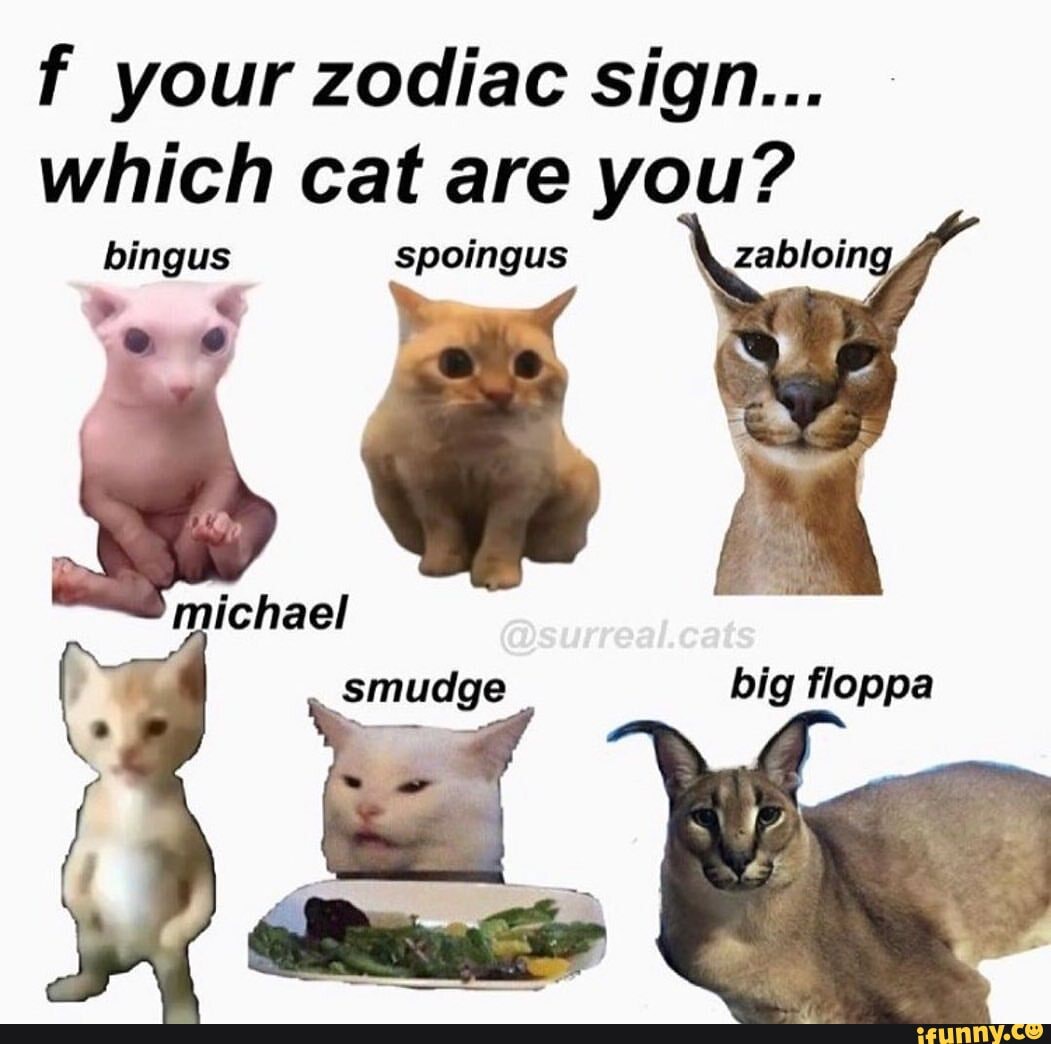 Zodiac cats : r/Floppa