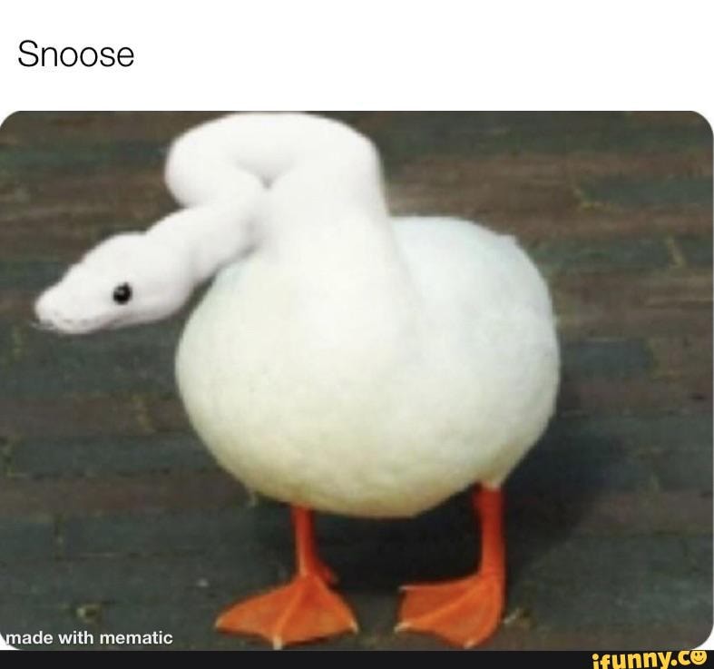 Goose memes. Best Collection of funny Goose pictures on iFunny Brazil
