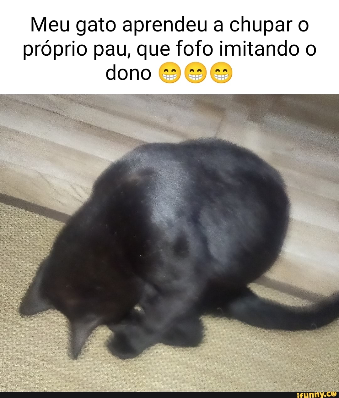 Meu gato aprendeu a chupar o próprio pau, que fofo imitando o dono es -  iFunny Brazil