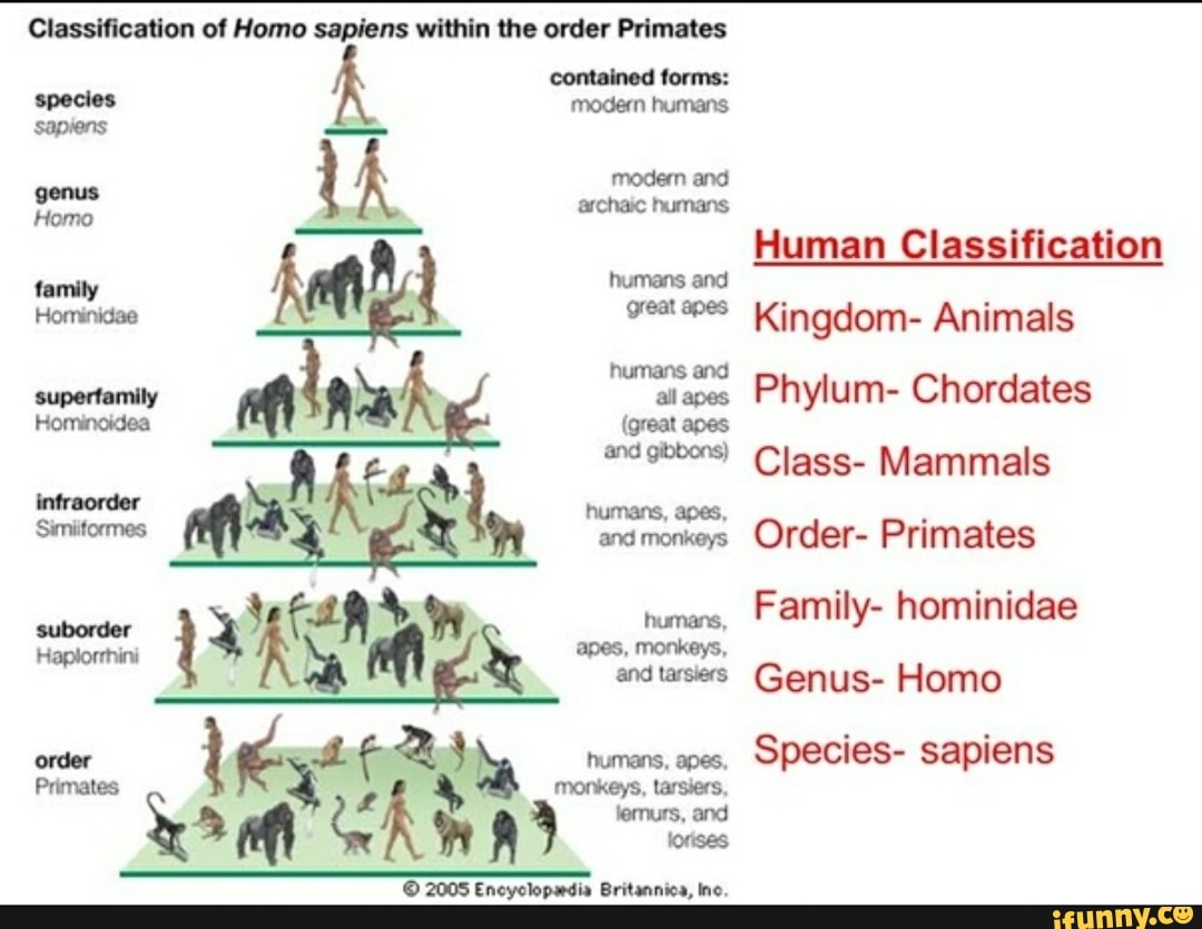human taxonomy