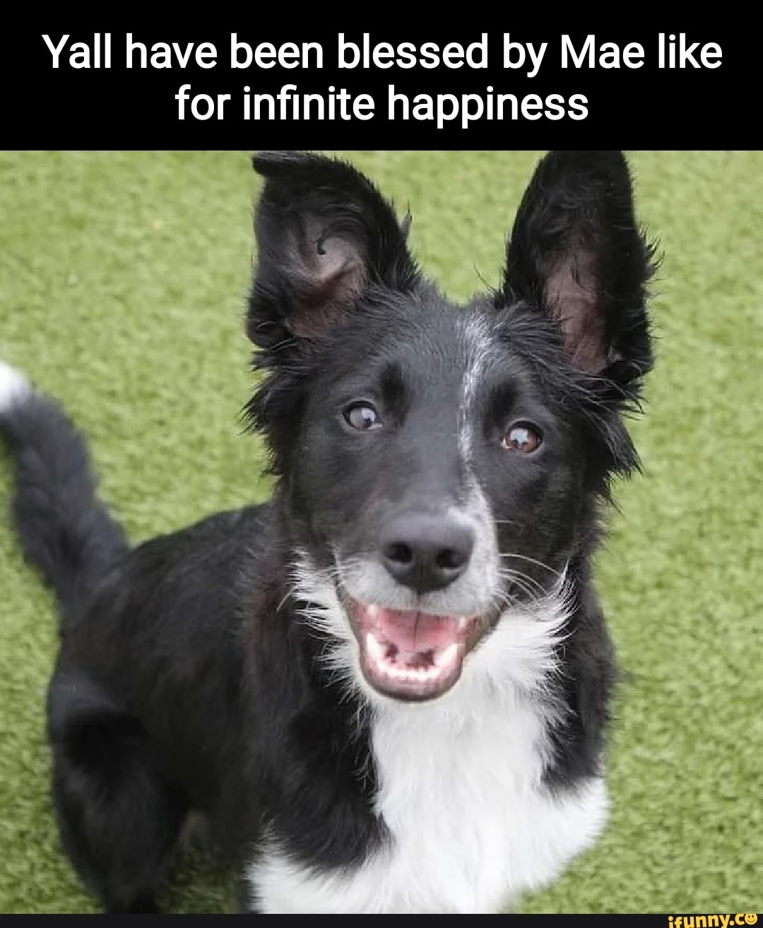 Collie memes. Best Collection of funny Collie pictures on iFunny Brazil
