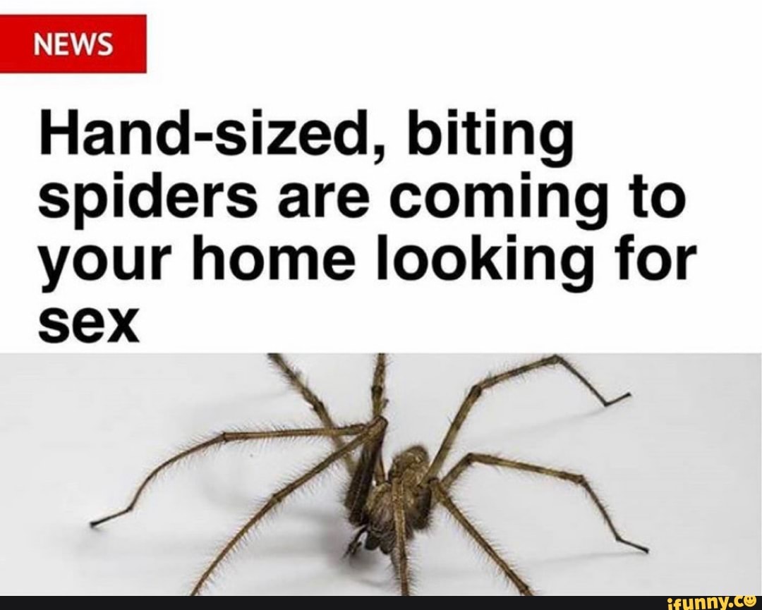 NEWS Hand-sized, biting spiders are coming to your home looking for sex -  iFunny Brazil