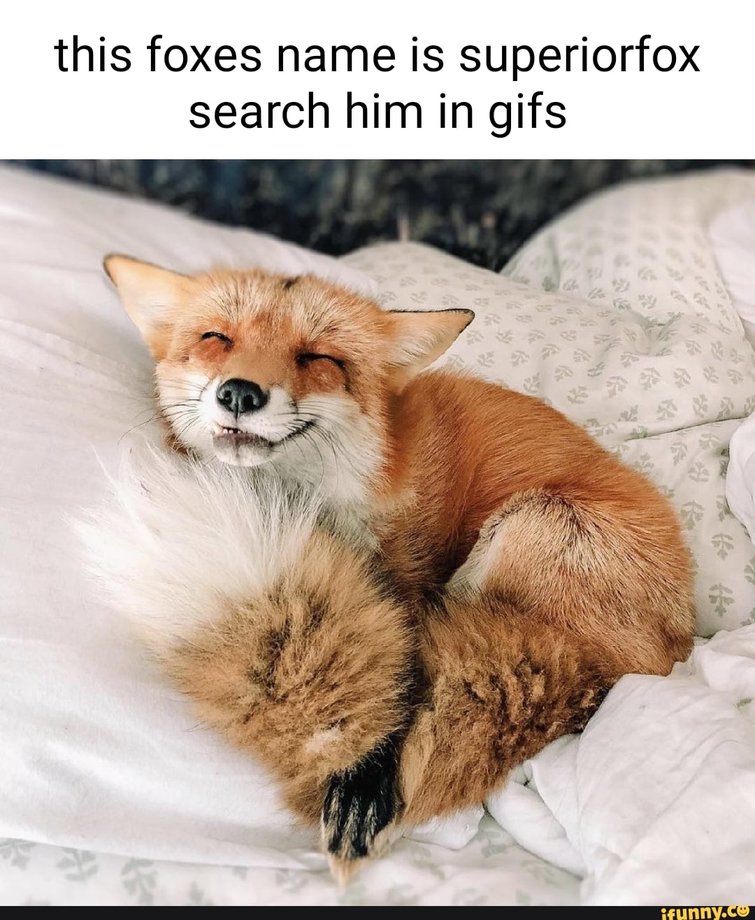 This foxes name is superiorfox search him in gifs - iFunny Brazil