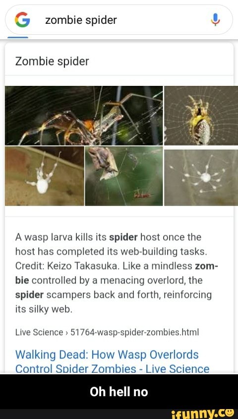 Zombie spider builds a stronger web for the parasitic wasp that's sucking  its blood 