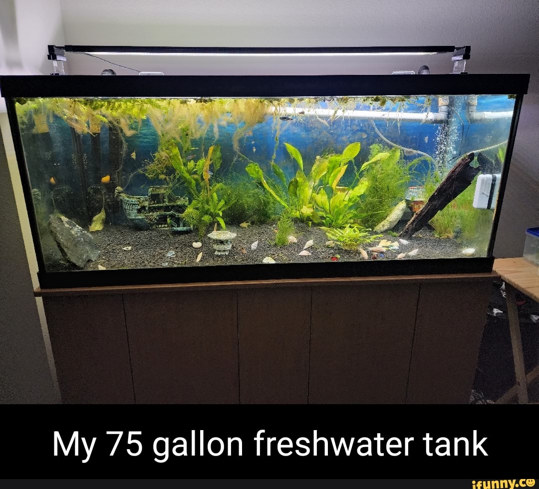 Freshwater memes. Best Collection of funny Freshwater pictures on iFunny