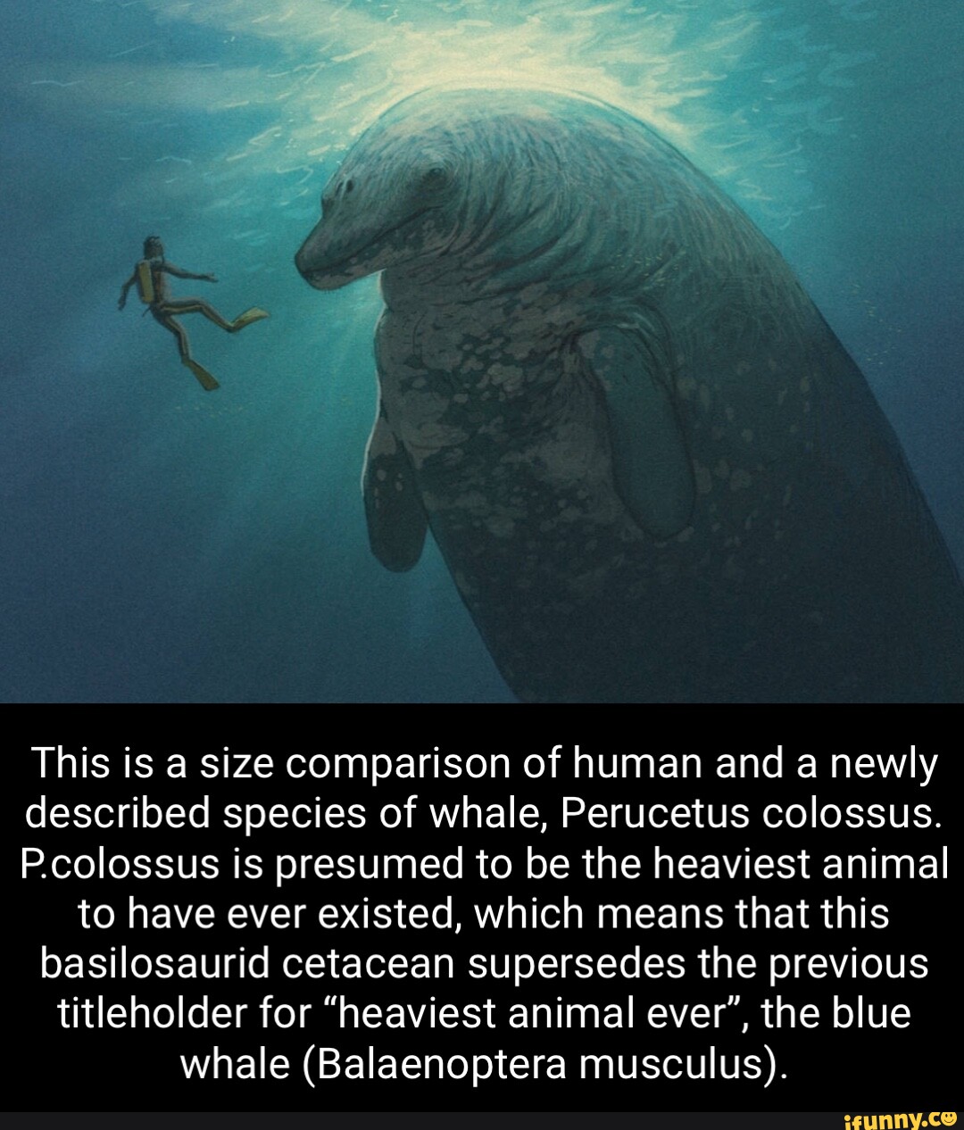 blue whale size comparison to human