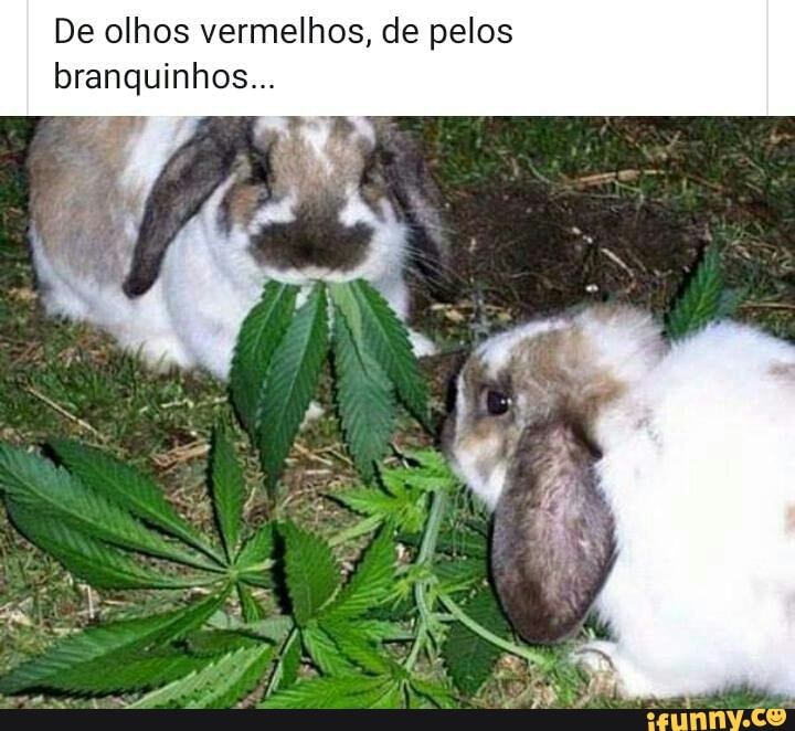 De olhos vermelhos; de pelo branquinho; de orelhas bem grandes, eu sou  coelhinho! - . - iFunny Brazil