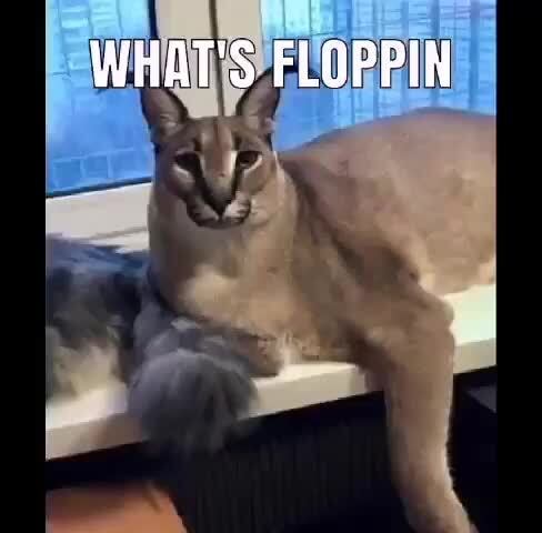 Smol Floppa - Imgflip