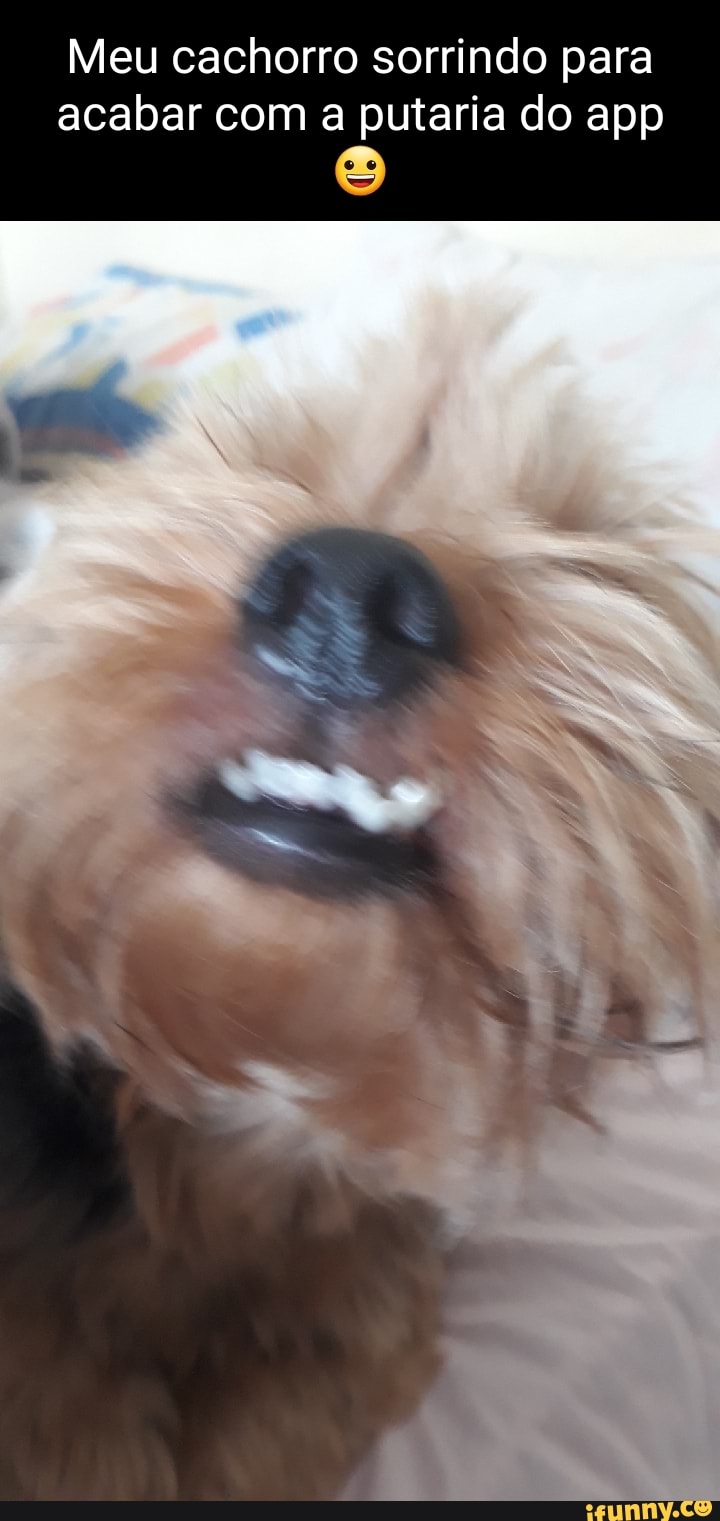 Meu cachorro sorrindo para acabar com a putaria do app - iFunny Brazil