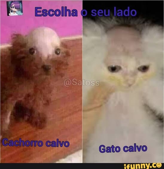 Gato calvo passou a call kkkkkkkkkkkkkkkkkkkkk - Meme by