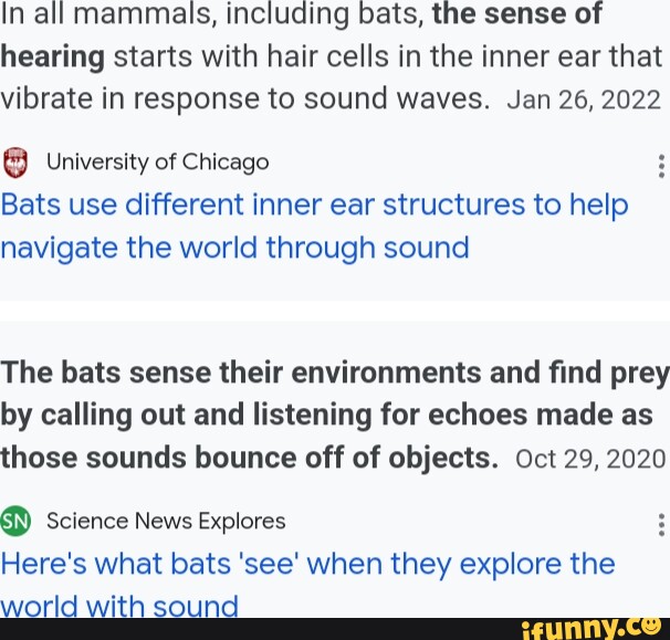 In all mammals, including bats, the sense of hearing starts with hair ...