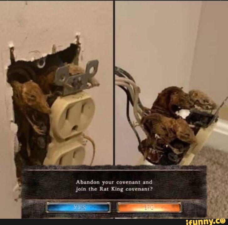 Abandon your covenant and join the Rat King covenant? - iFunny Brazil