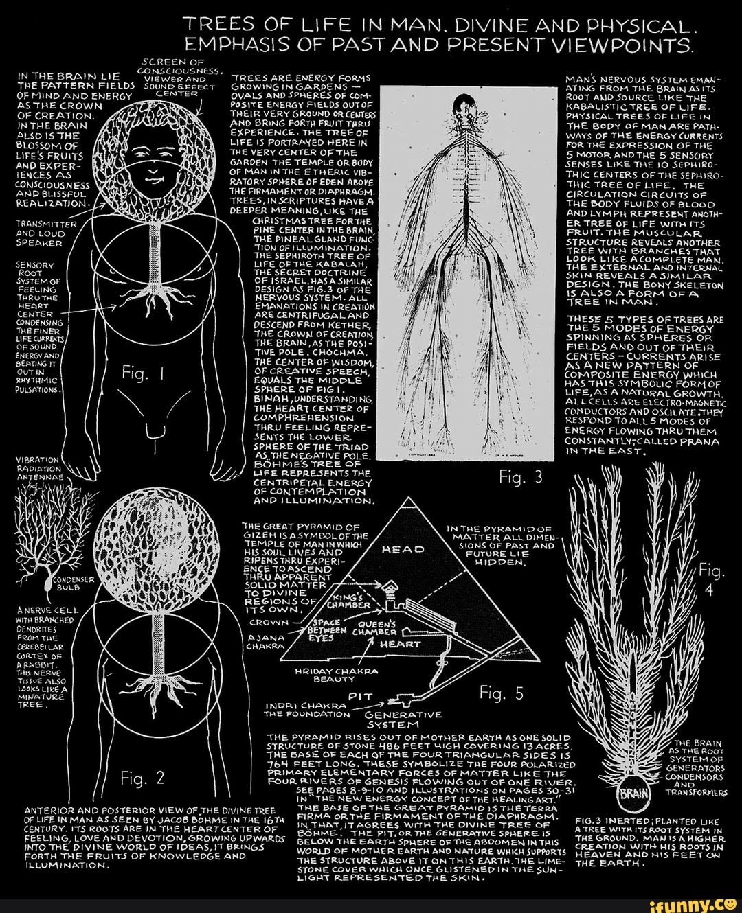 Trees Of Life In Man. Divine And Physical. Emphasis Of Past And Present 