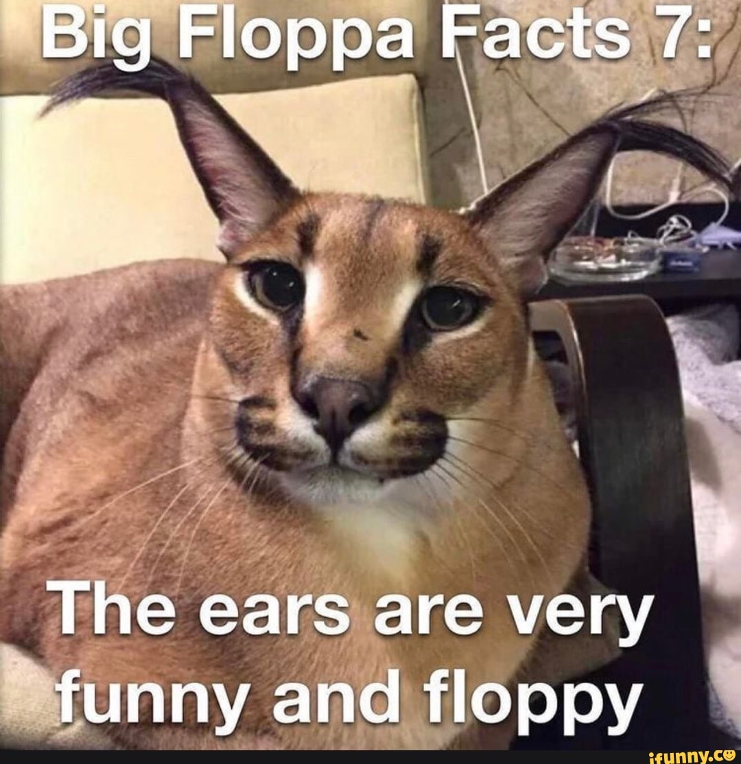 Big floppa was never funny : r/coaxedintoasnafu