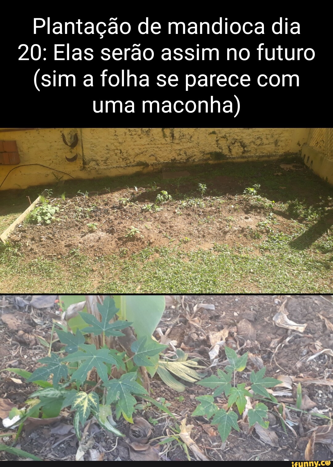 Minha plantação no mine ds - iFunny Brazil