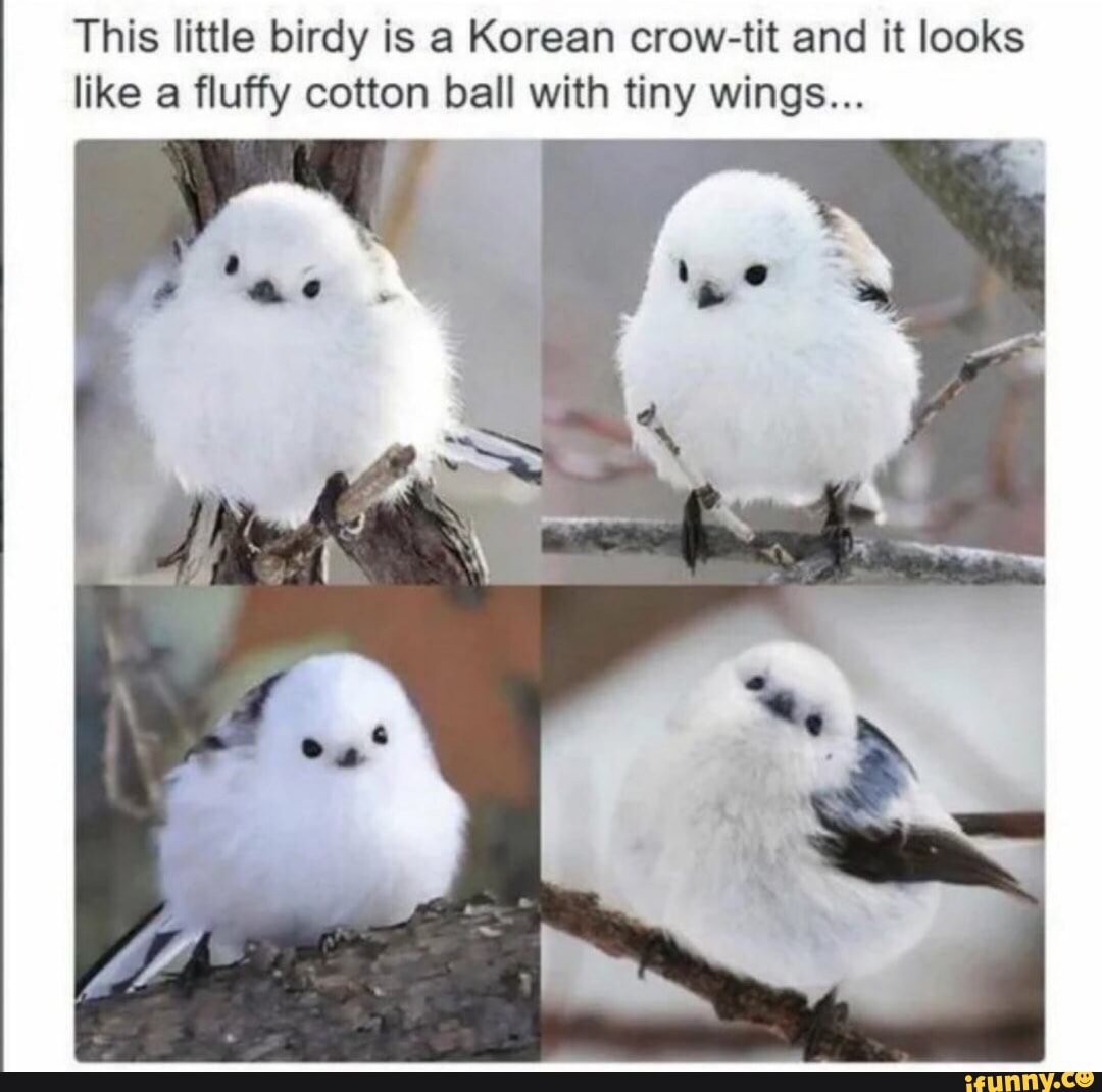 This little birdy is a Korean crow-tit and it looks like a fluffy cotton  ball with tiny wings... - iFunny Brazil