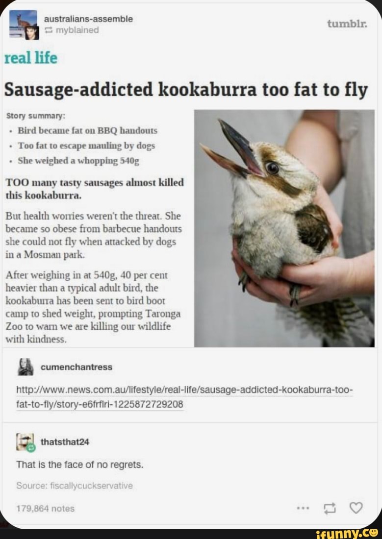 Sausage addicted kookaburra