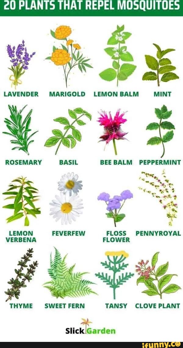 PLANTS THAT REPEL MOSQUITUES LAVENDER LEMON MINT LAVENDER MARIGOLD