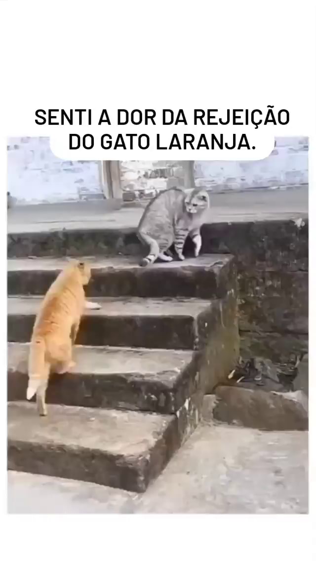Esse gato morreu de ligma, uma tragédia - iFunny Brazil