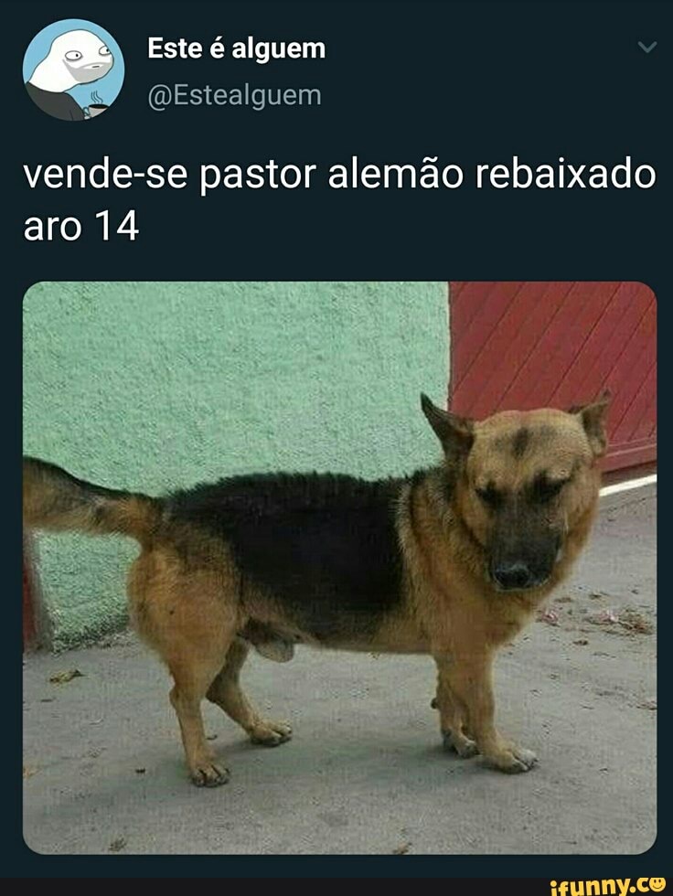 Eu Sou Um Pastor Alemão