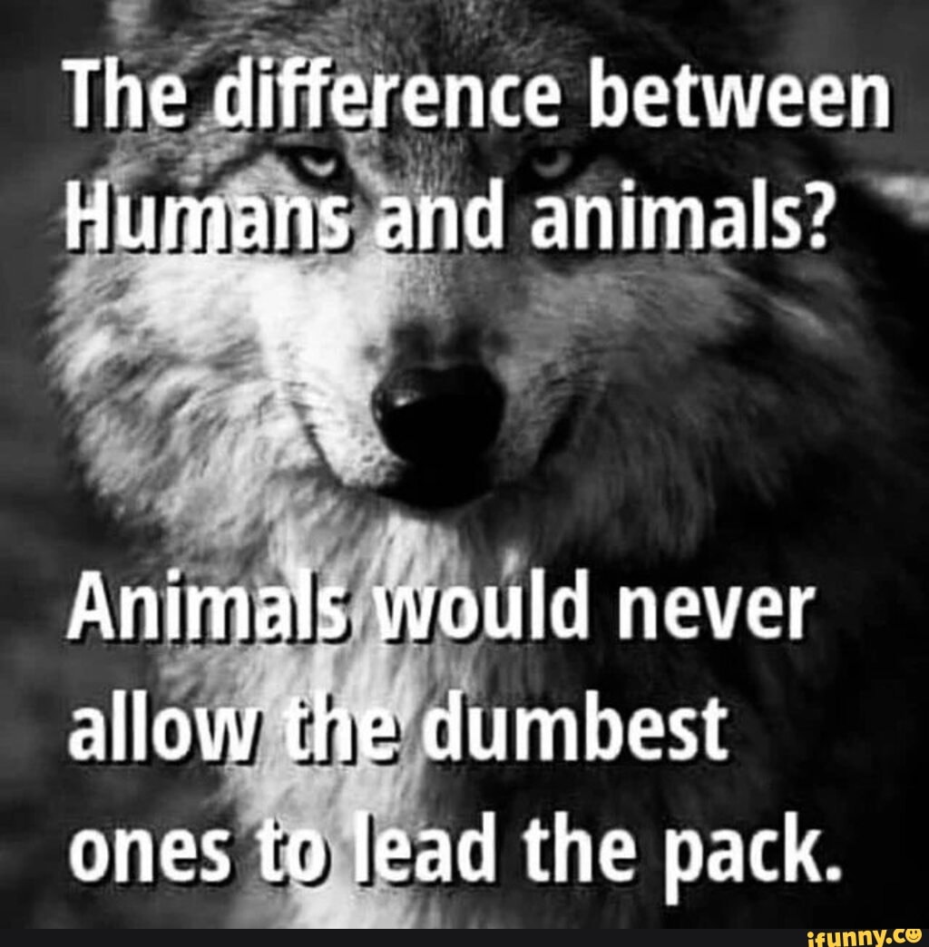 The Difference Between Humans And Animals Animals Would Never Allow The Difference Between Humans And Animals Animals Would Never Allow