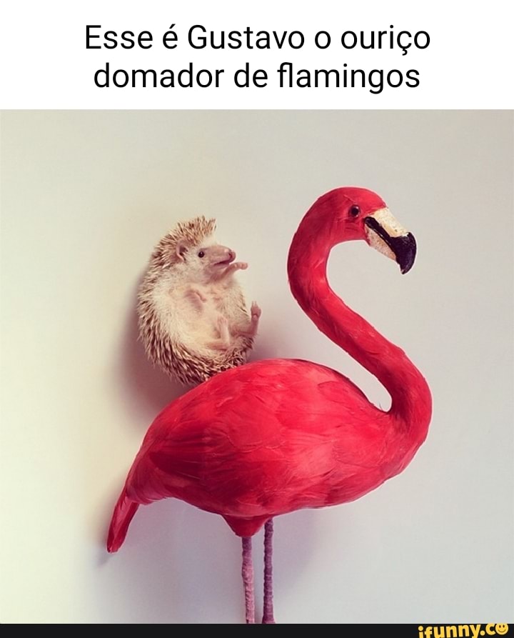 Flamino memes. Best Collection of funny Flamino pictures on iFunny Brazil