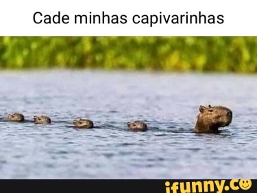 Memes de imagem WinPbZNWA por capivarinhaChan - iFunny Brazil