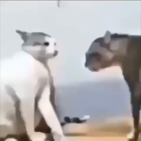 Floppa Cat Fight GIF