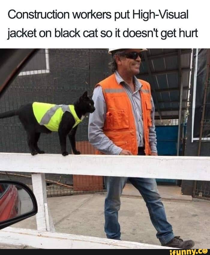 Construction workers put High-Visual jacket on black cat so it